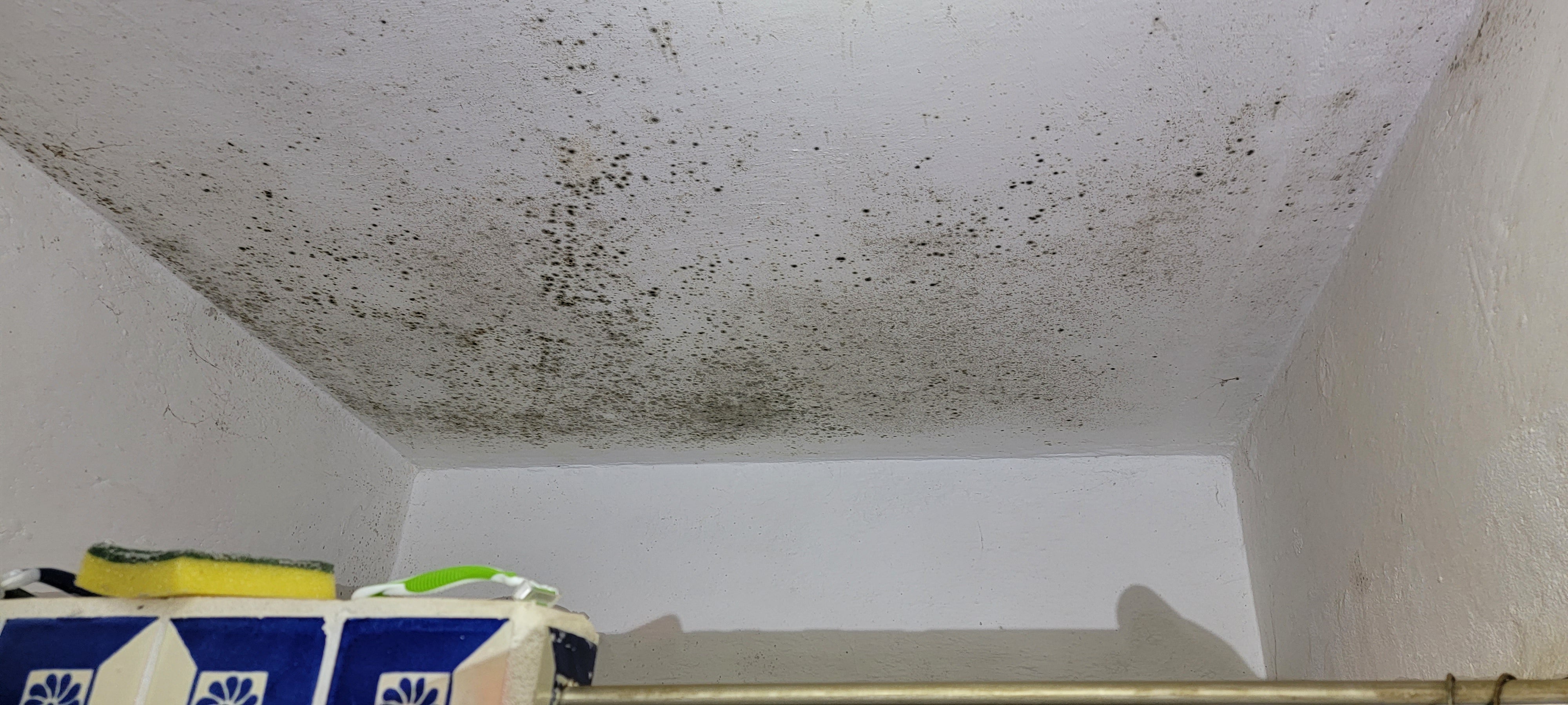 Mold, Mycotoxins, and Moisture: What’s Lurking Behind Your Walls
