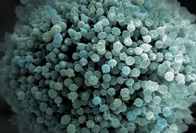 CIRS: When Your Home Triggers Chronic Inflammation